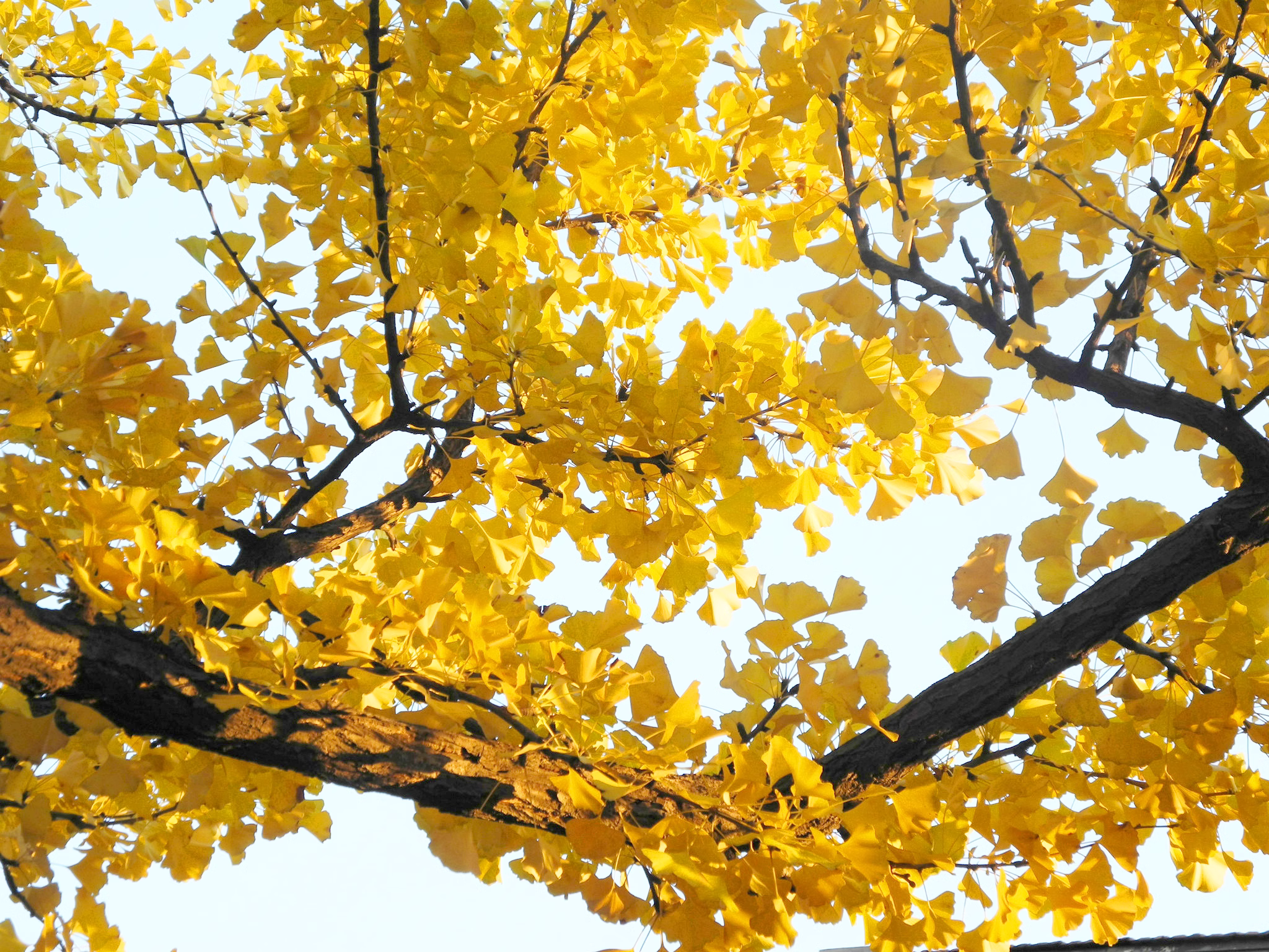 银杏叶提取物的生产管理与质量控制